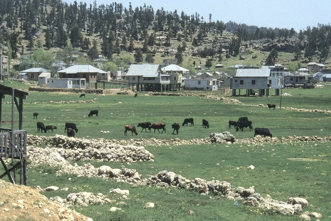 Toroslar'daki Taşeli Platosu'nda Abanoz yaylasının yaz evleri ve önündeki çayırda otlayan sığırlar