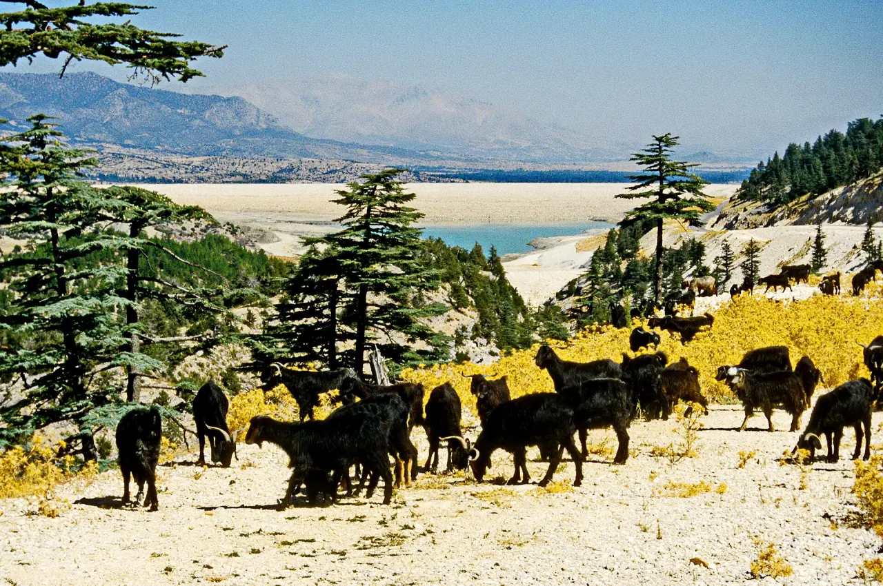 Batı Toroslar'da Gömbe yakınlarında sedir ağaçları arasında otlayan kara keçi sürüsü, arka planda baraj gölü ve dağlar